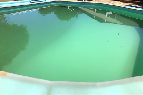 green swimming pool water